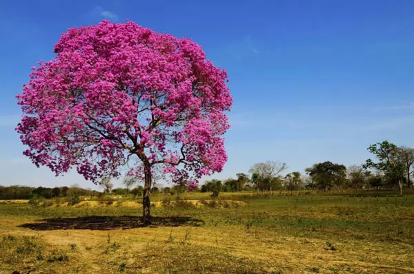 Imagem de um Ypê florido, árvore símbolo do Mato Grosso do Sul