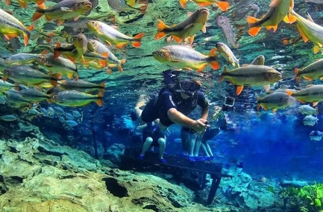 Flutuação de Nascente - Bonito MS - Acqua Viagens