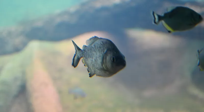 Tanque De Piranhas Por Bruno Rezende