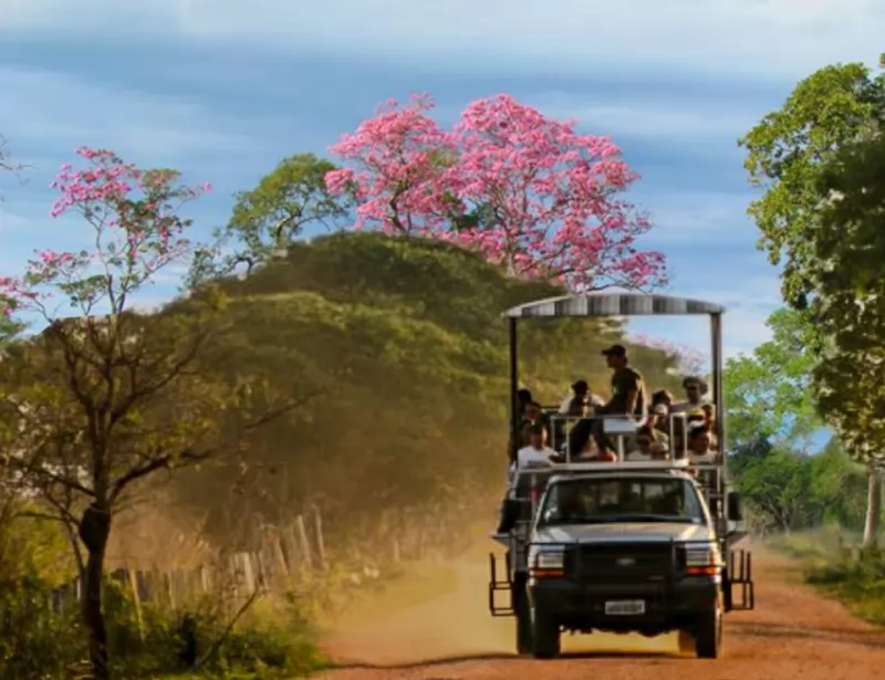  Safari Fotográfico no Pantanal de Miranda, San Francisco.