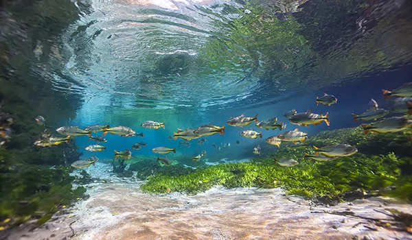 Rio Sucuri Acqua Viagens Bonito Ms