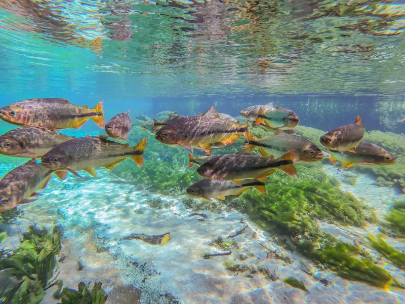 Peixes no Rio Sucuri