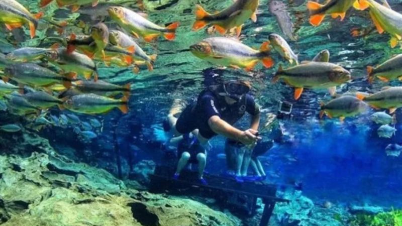 Bonito Ms (3)