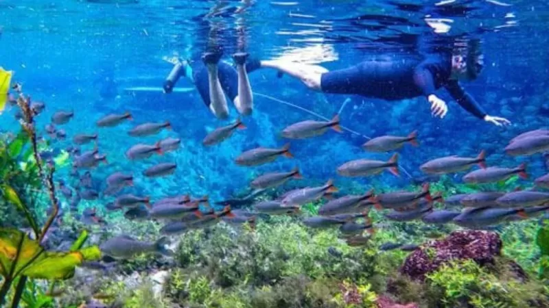 Melhores Passeios Bonito Ms Flutuação Nascente Azul