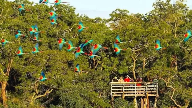 Observação De Ave Buraco Das Araras