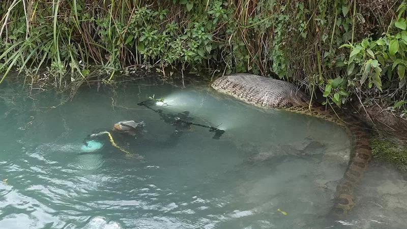 Fotografo Encontra Sucuris Gigantes Bonito Ms