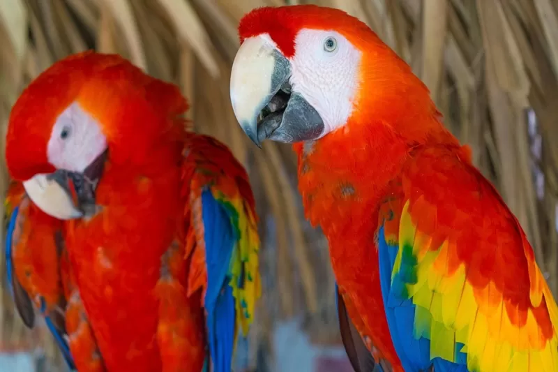 Preservação Araras Vermelhas