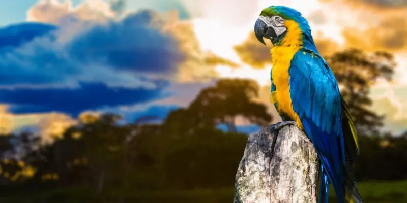 Arara Caninde Bonito