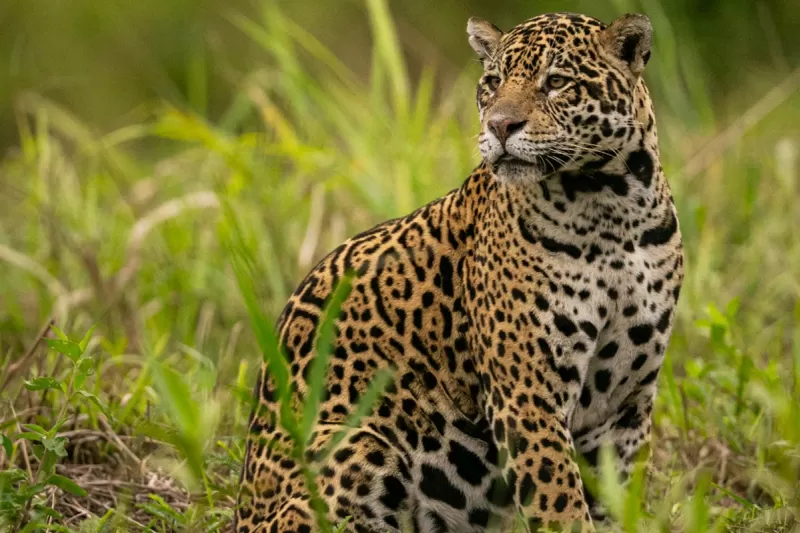 Int Animais Em Extinção