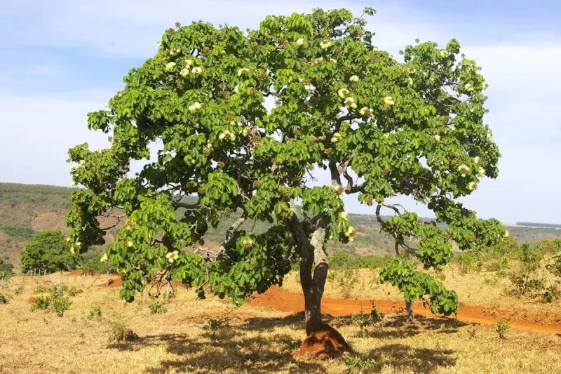 Int Planta Do Cerrado
