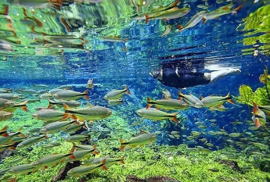Peixes Nascente Azul Acquaviagens