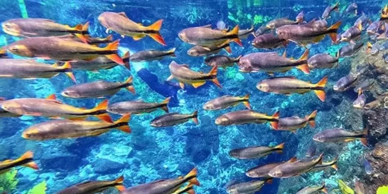 Passeio Flutuação Nascente Azul em Bonito MS - Acqua Viagens