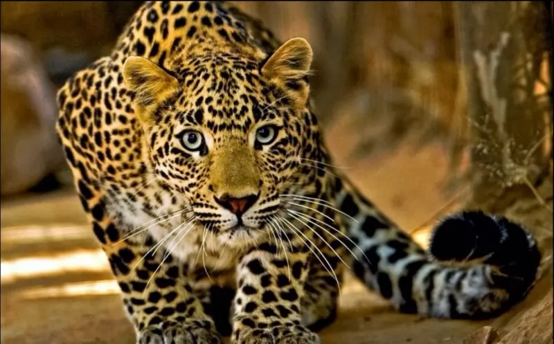 Onça Pintada - Pantanal MS