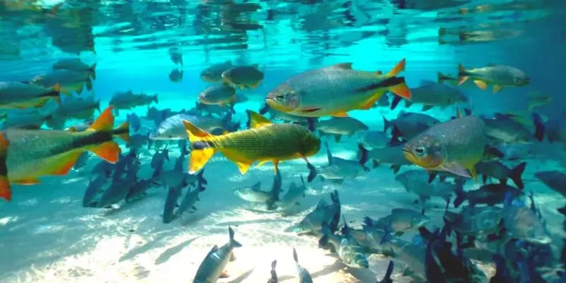 Rio Da Prata Jardim Ms