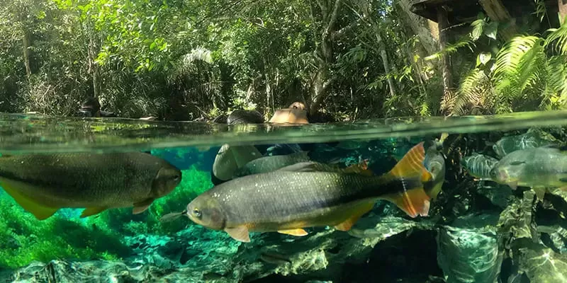 Flutuacao Aquario Natural Peixes Em Bonito Flutuacao Aquario Natural Peixes Em Bonito