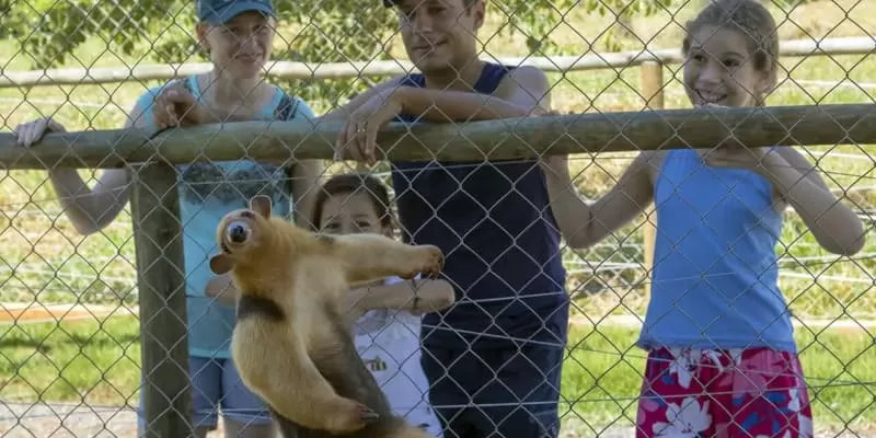 Bio Park Bonito Ms Tamandua Animais