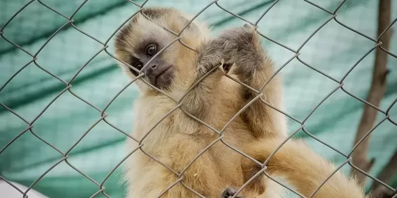 Bio Park Bonito Ms Macaco Prego Animais