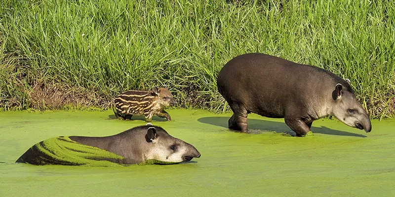 Bio Park Bonito Ms Anta Animais