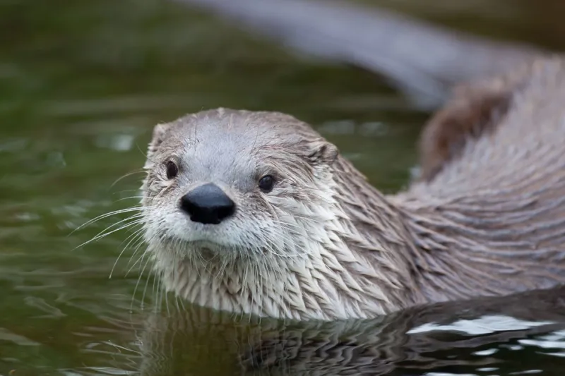 lontra