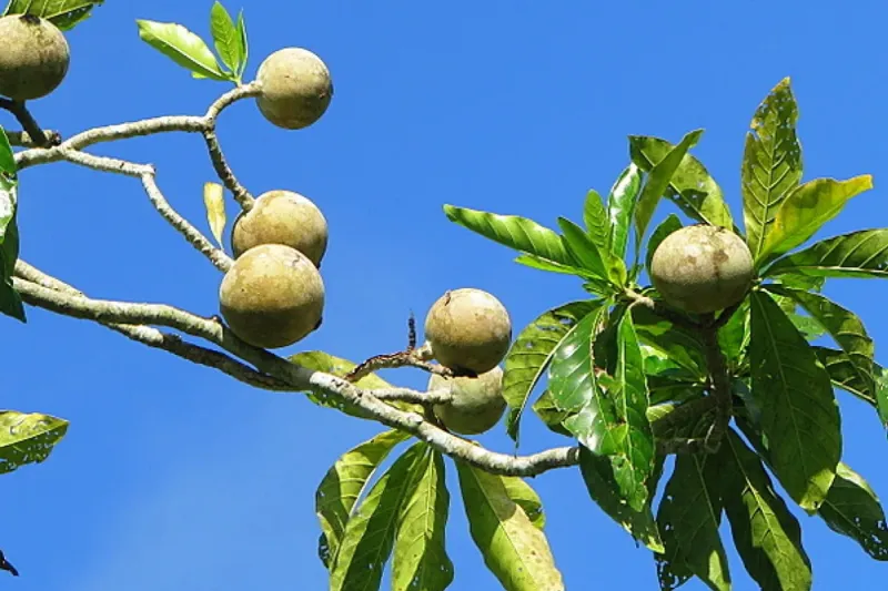 jenipapo