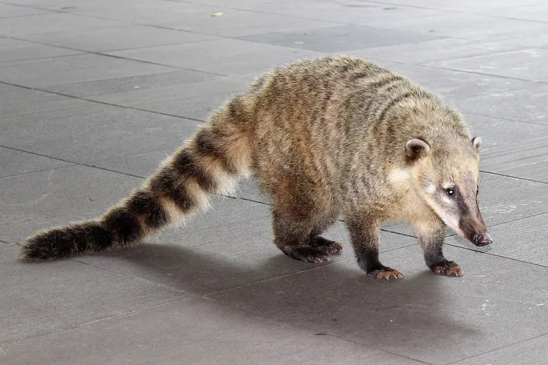 quati