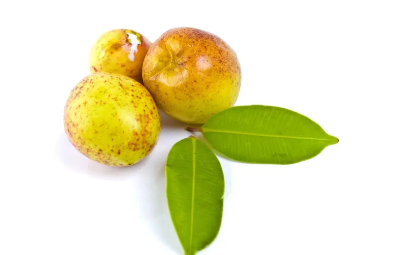 int-Mangaba int-Mangaba