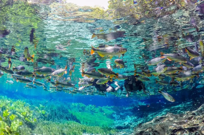 int-preservação ambiental