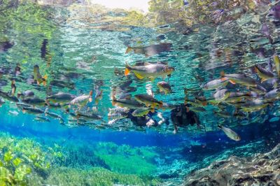 int-preservação ambiental