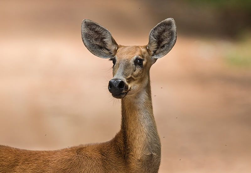 cervo pantaneiro (1)