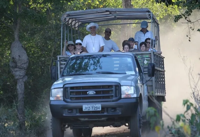 Safári Pantaneiro (1)