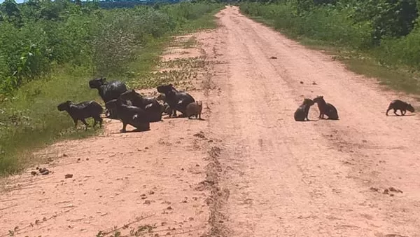 Transpantaneira Capivara