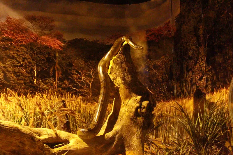 Tanque Da Sucuri Edemir Rodrigues