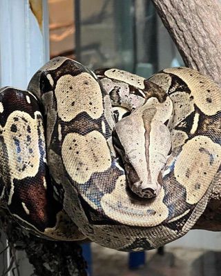 Jiboia   Cobra Constritora