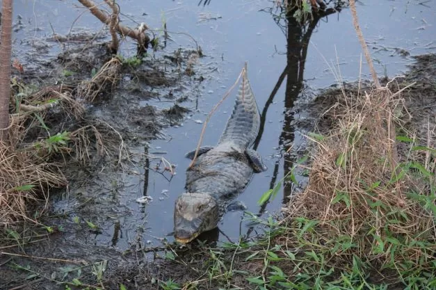 Jacaré Passo Do Lontra