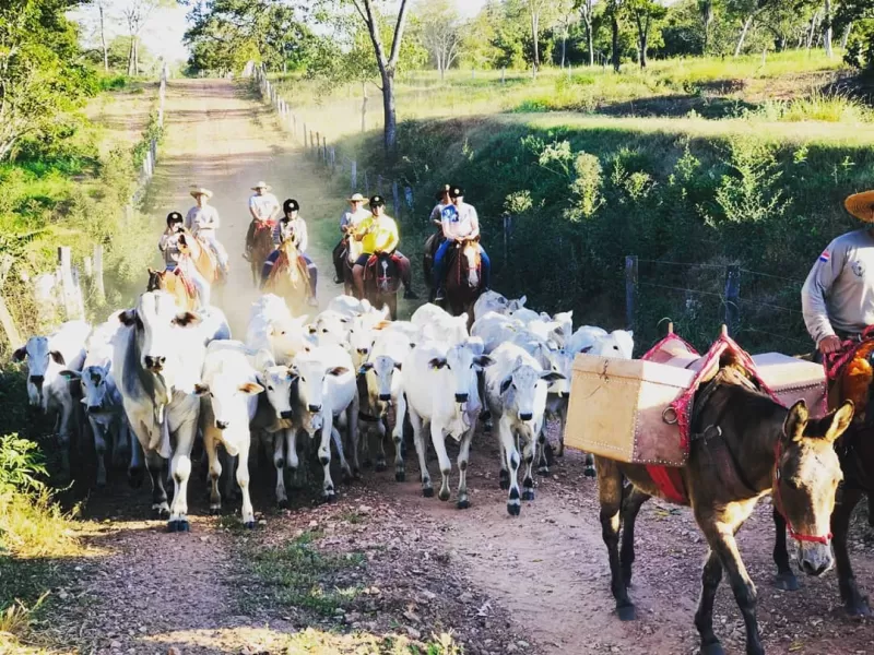Hi Fish  Panatanal   Experiência