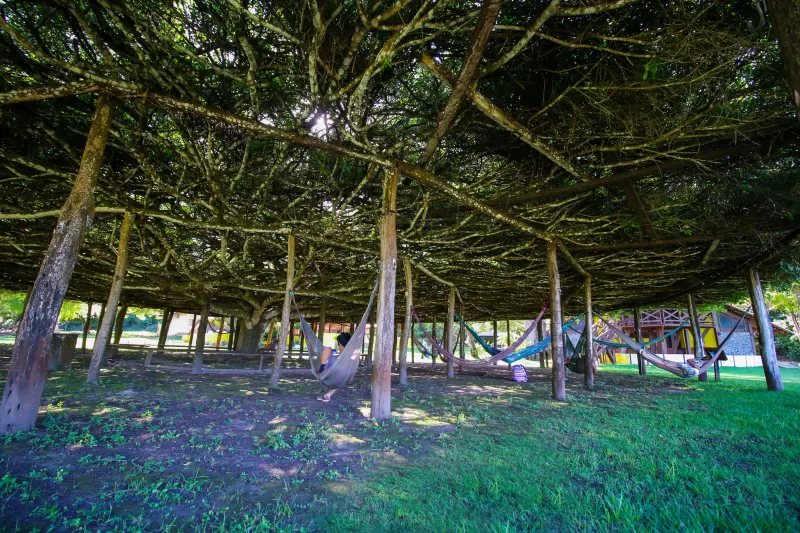 Redário Figueira