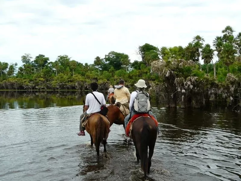 CAVALO