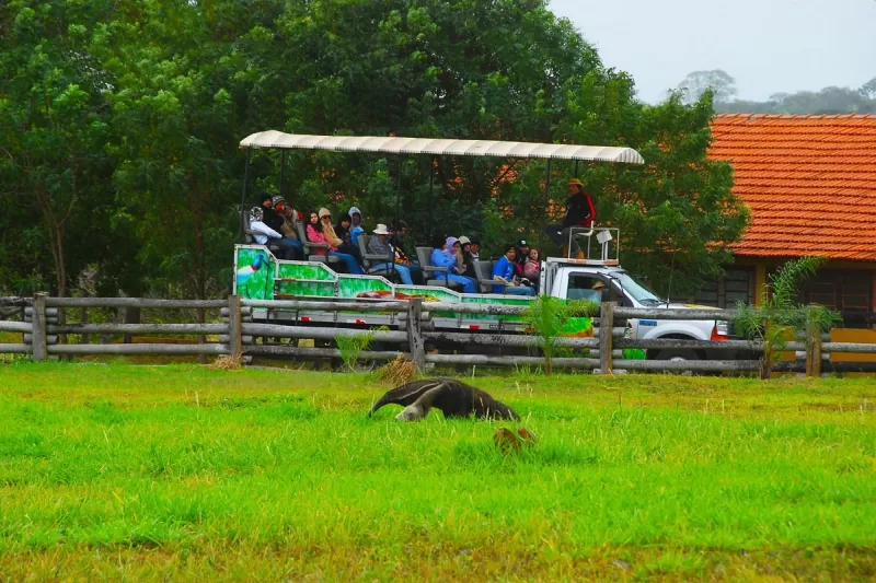 Safari Fotografico De