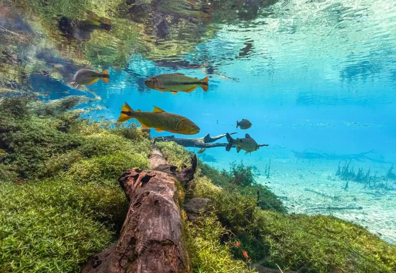Rio Da Prata Fundo