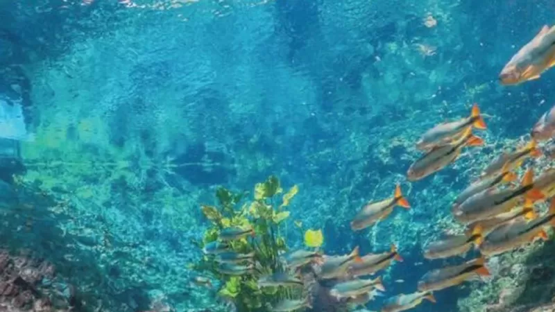 Bonito MS (1)