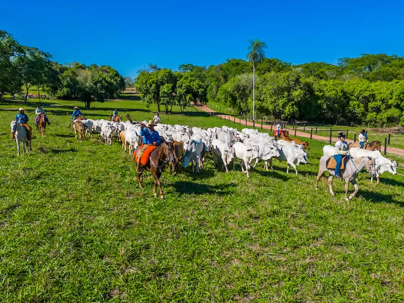 Pantanal Experiência