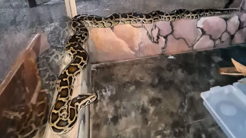 Bonito MS Com Bebê Projeto Jiboia