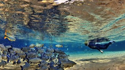 Semana Do Saco Cheio Em Bonito Flutuação