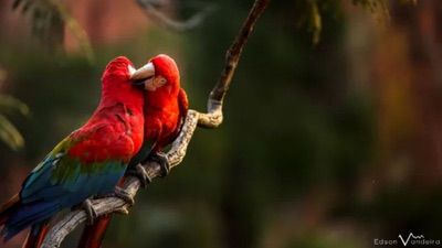 Maior Dolina Do Brasil Buraco Das Araras (2)