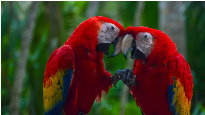 Maior Dolina Do Brasil Casal Araras Vermelhas