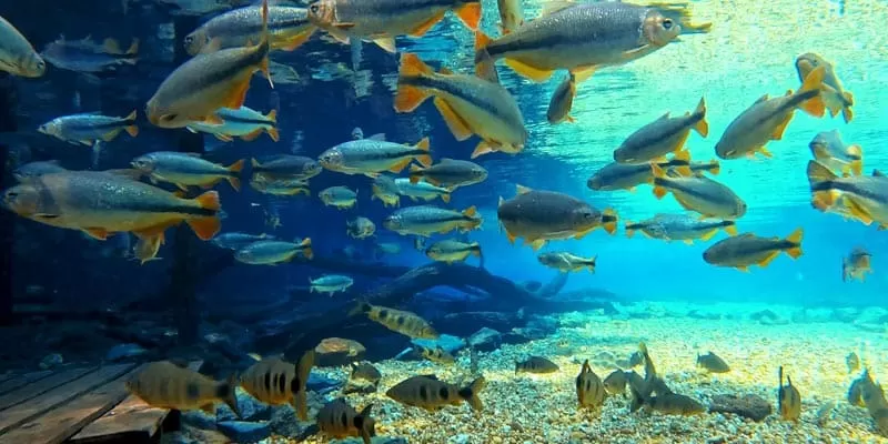 Flutuação Rio Da Prata Recanto Ecológico (9)