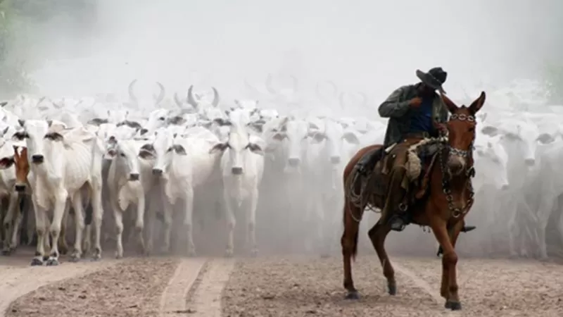 Comitiva Pantaneira (3)