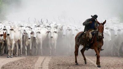 Comitiva Pantaneira (3)