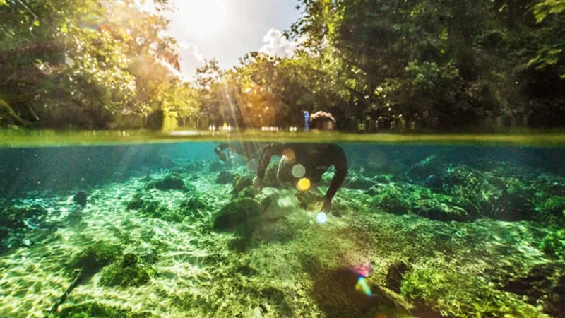 Jardim MS Flutuação