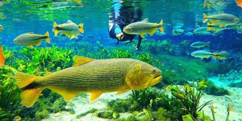 Aquário Natural (3)